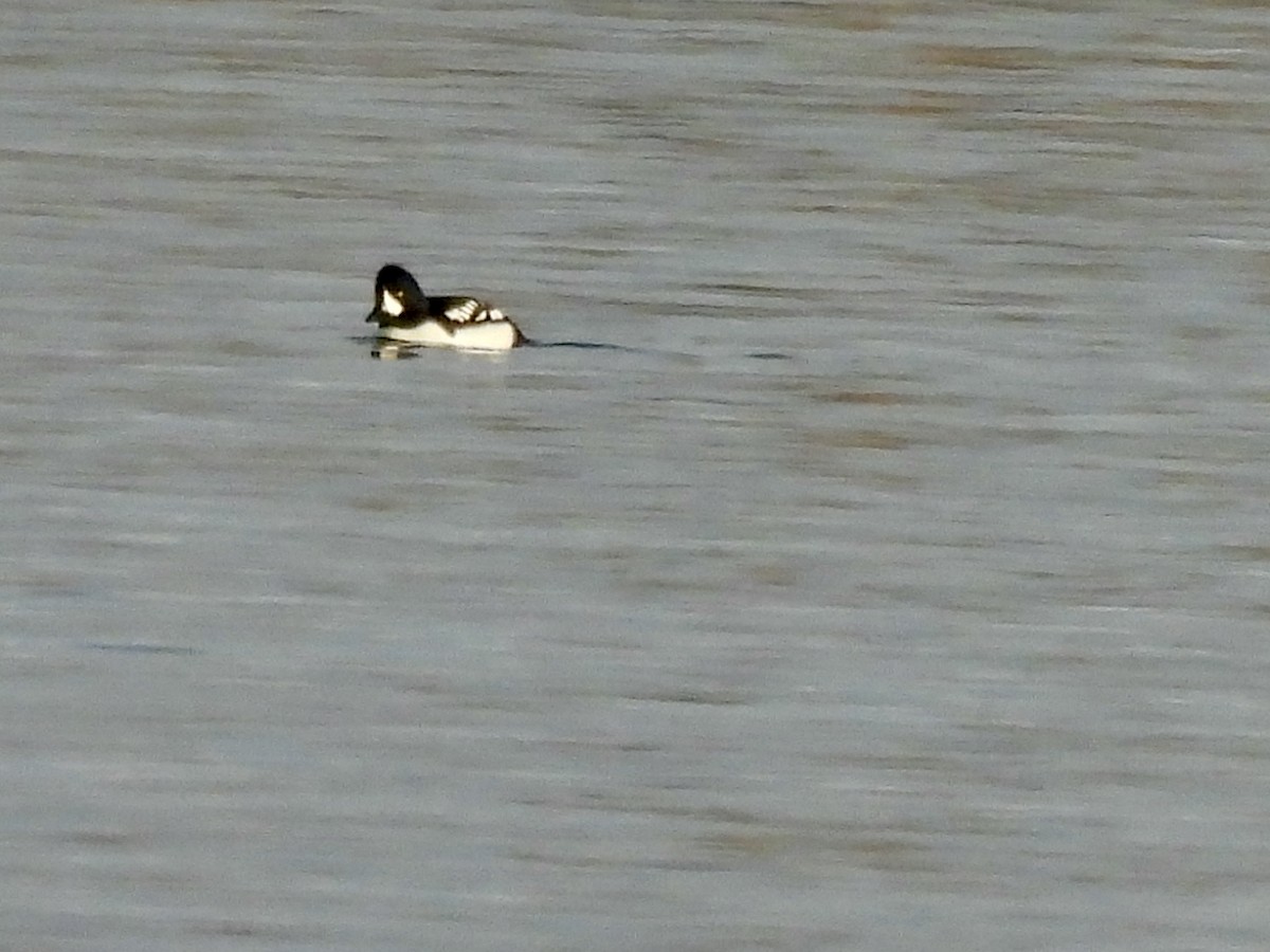 Barrow's Goldeneye - ML646637971