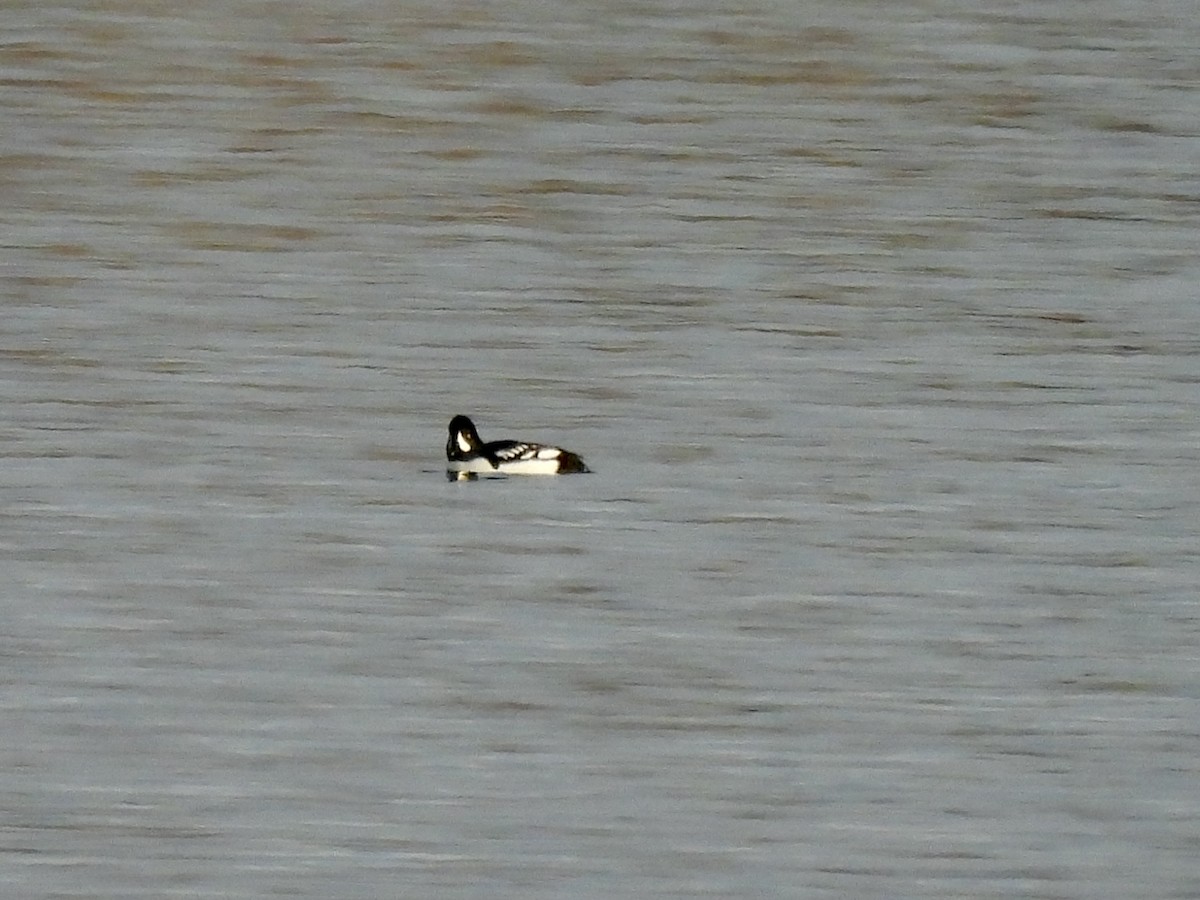 Barrow's Goldeneye - ML646637972