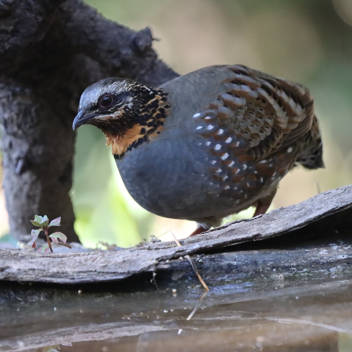 Rufous-throated Partridge - ML646637973