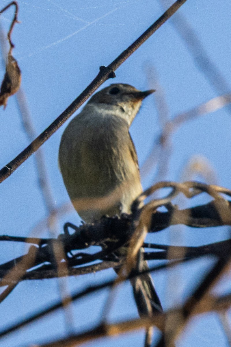 Papamoscas de la Taiga - ML646637975