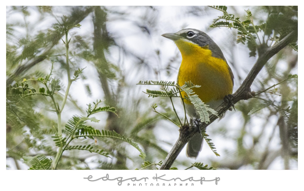 Ictérie polyglotte - ML646637976