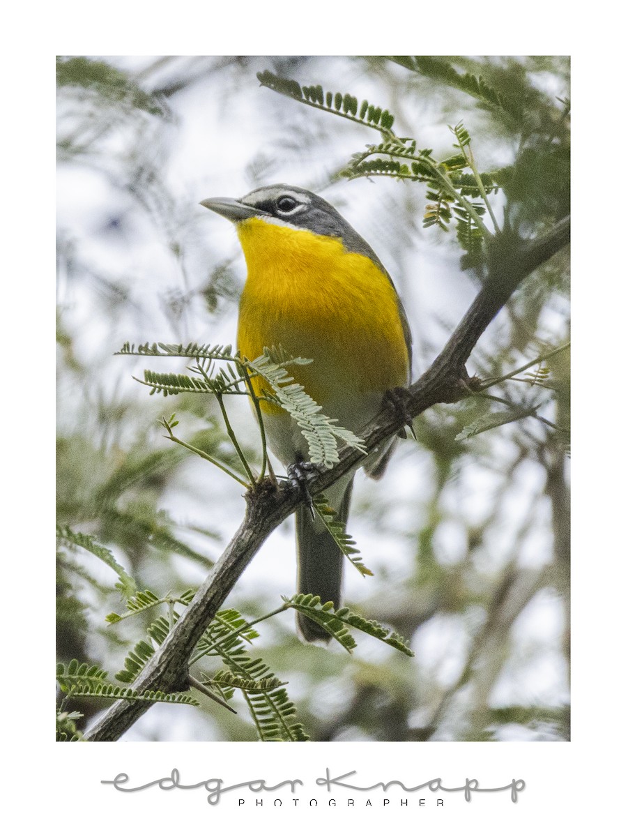 Ictérie polyglotte - ML646637977