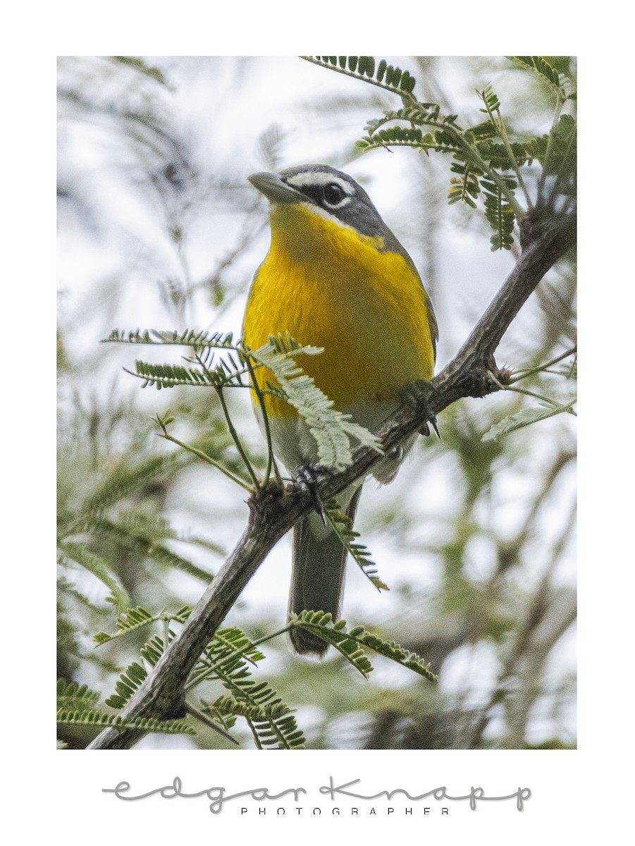 Ictérie polyglotte - ML646637978