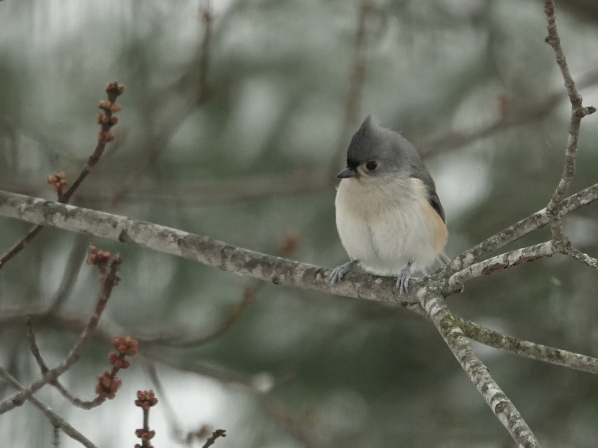 Tufted Titmouse - ML646637980