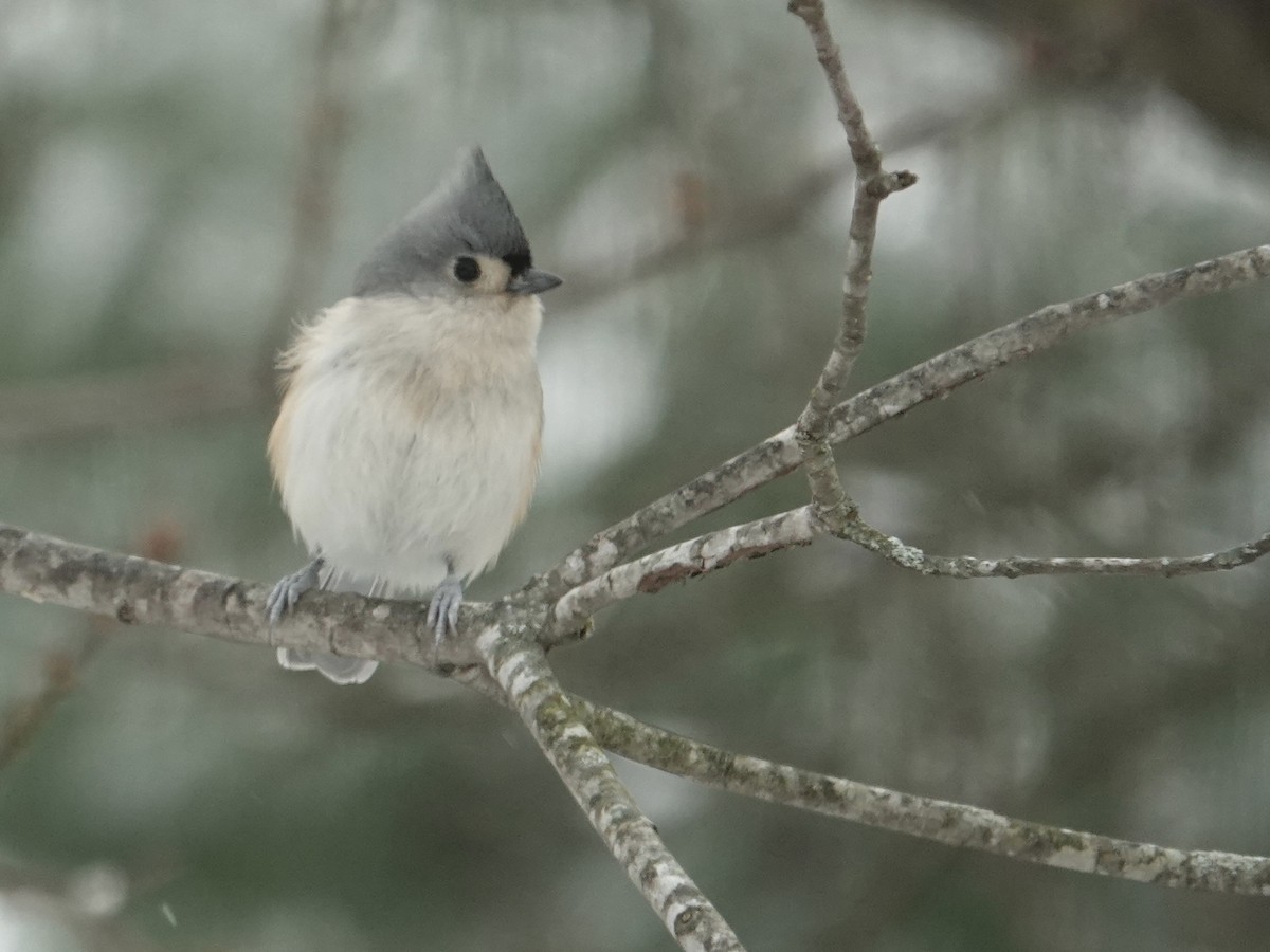 Tufted Titmouse - ML646637981