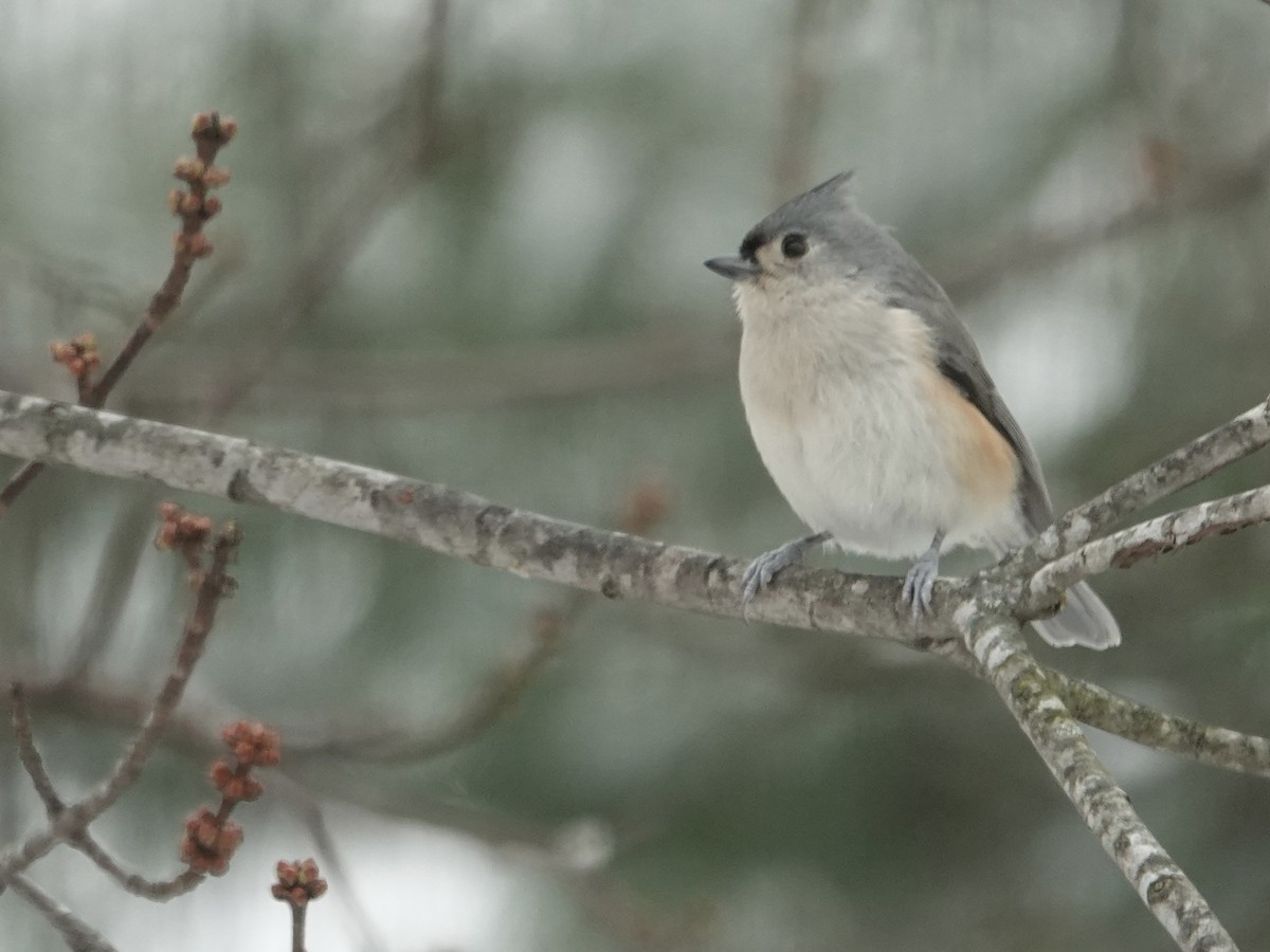 Tufted Titmouse - ML646637982