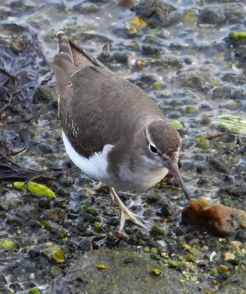 Набережник плямистий - ML646637983