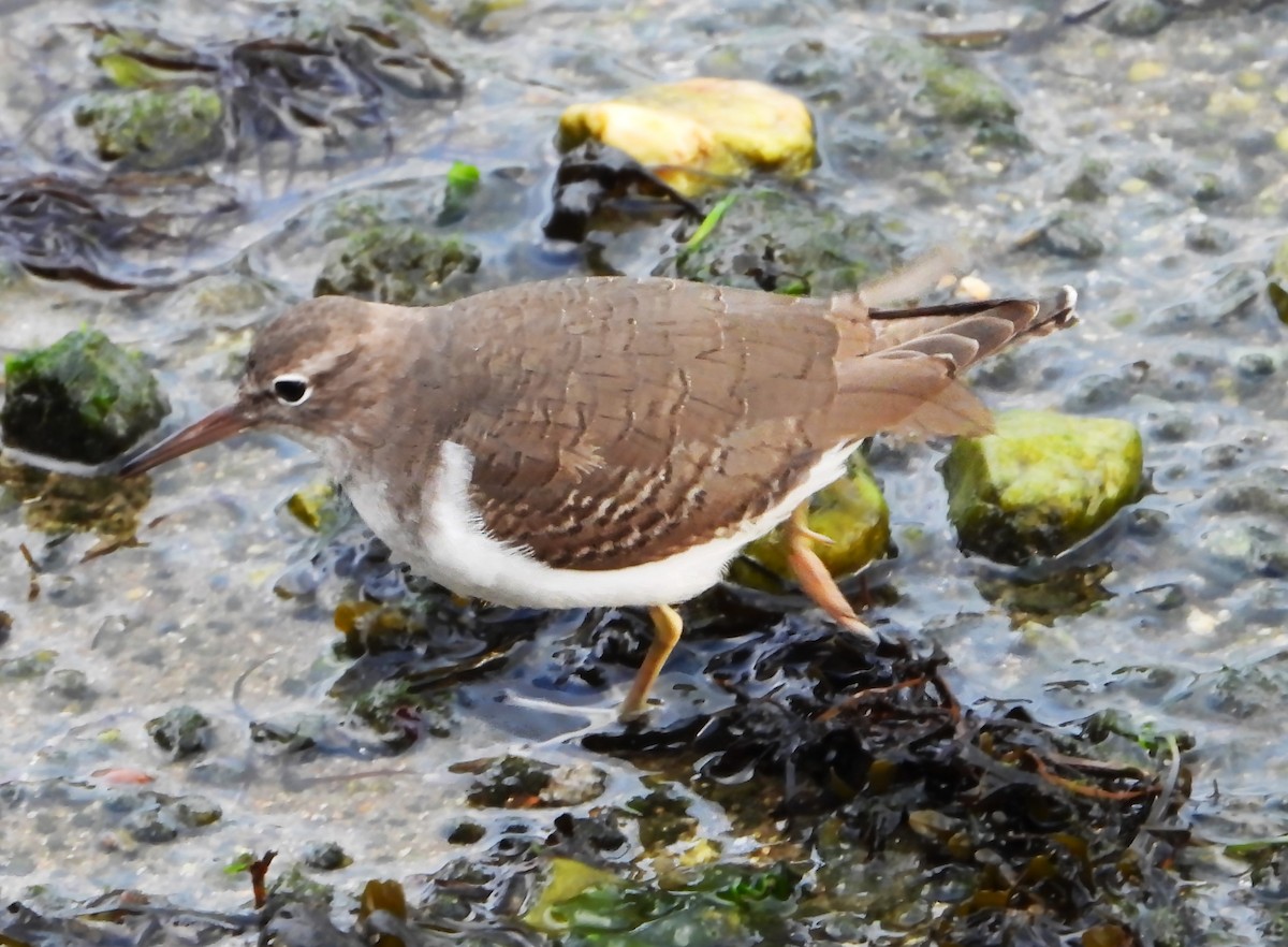 Набережник плямистий - ML646637984