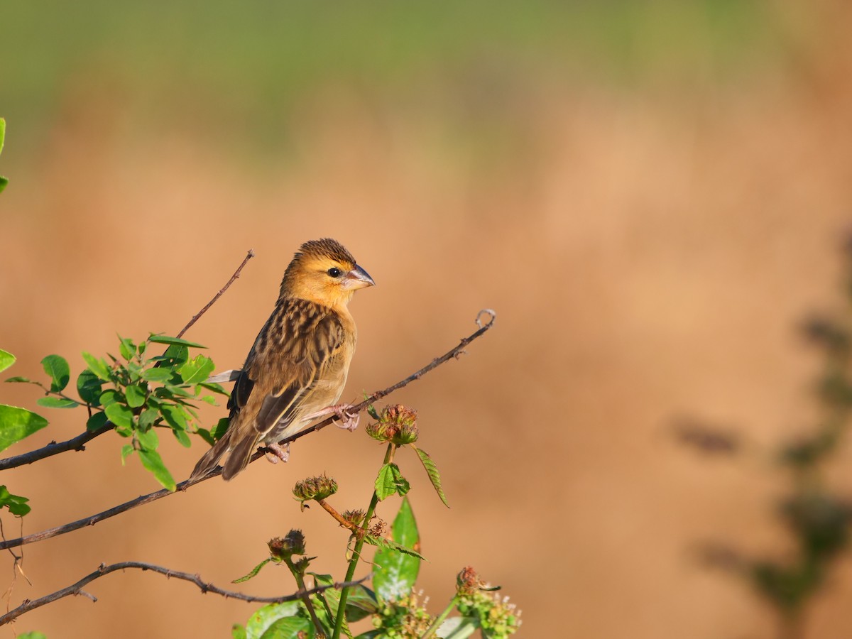 Tisserin doré - ML646637985