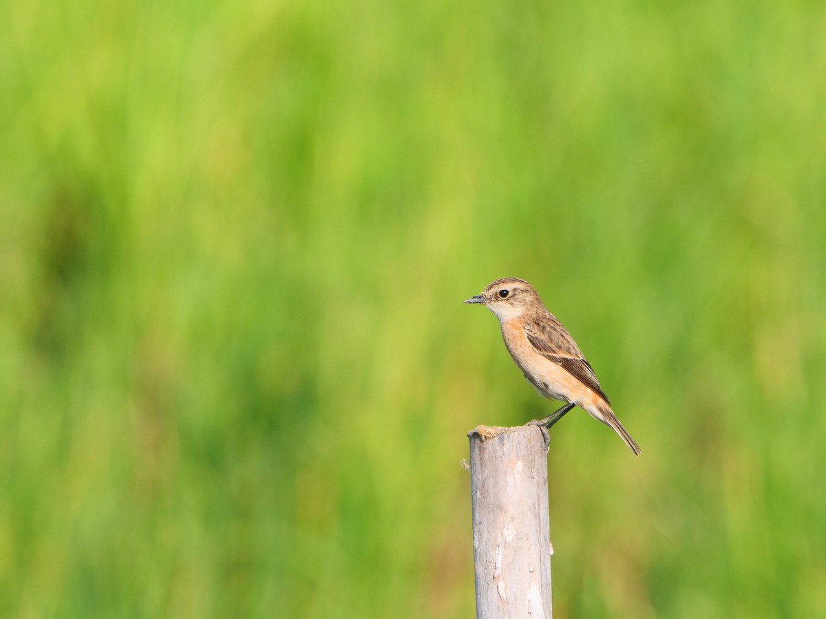 Tarier de Stejneger - ML646637987