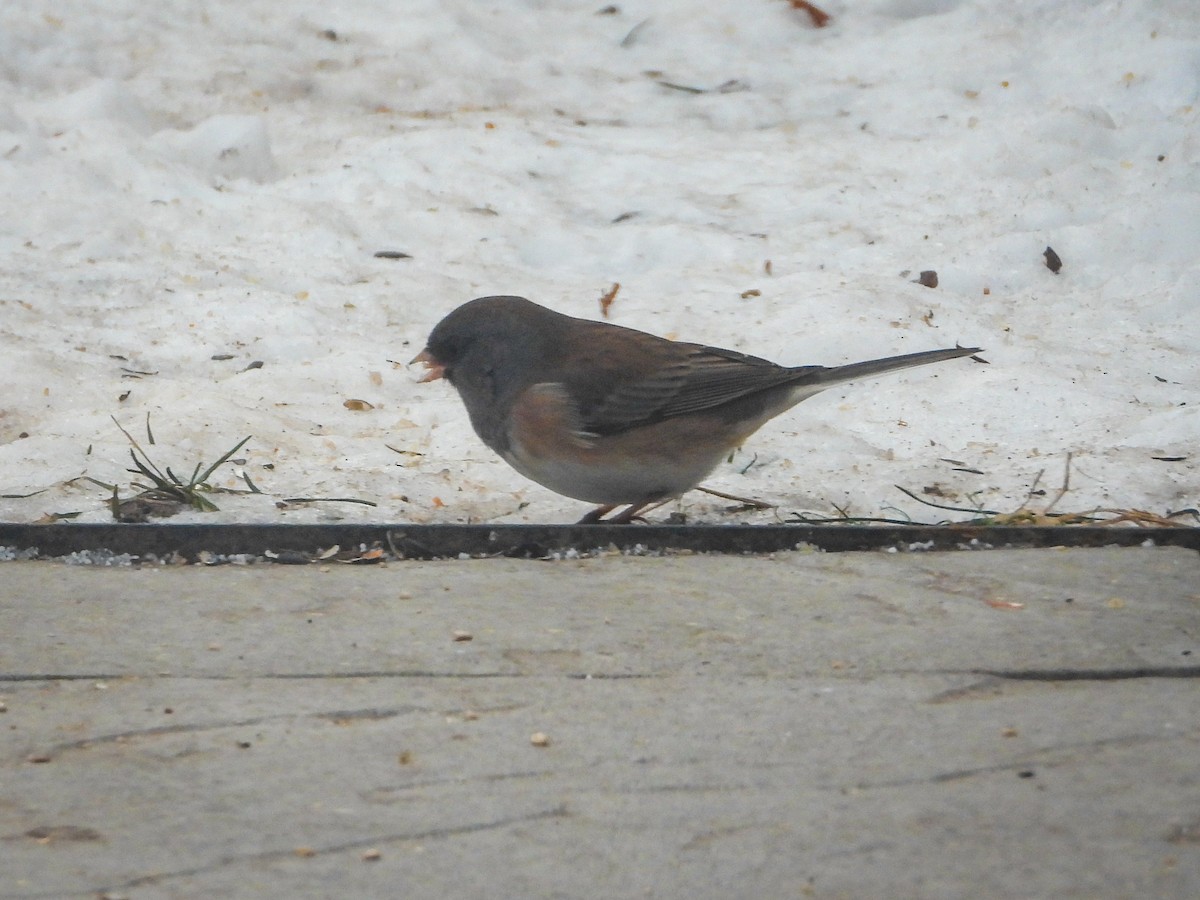 Юнко сірий [група oreganus] - ML646637988