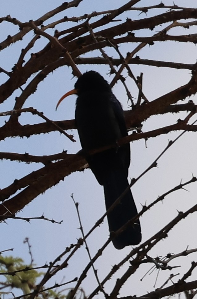 Irrisor à cimeterre - ML646637991