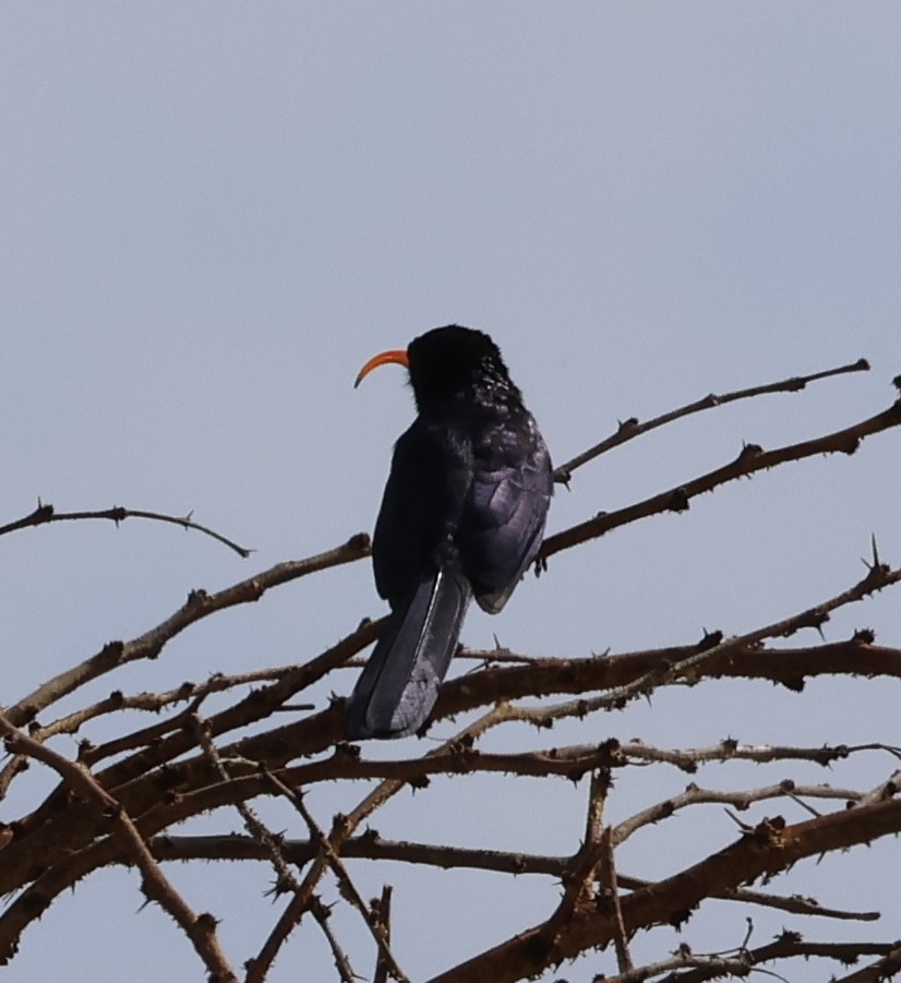 Irrisor à cimeterre - ML646637992