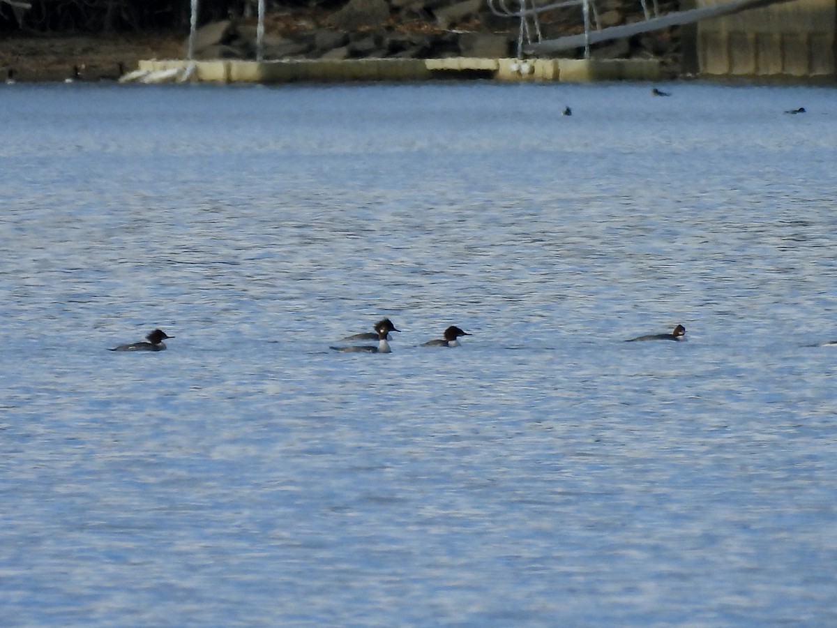 Smergo maggiore - ML646637996