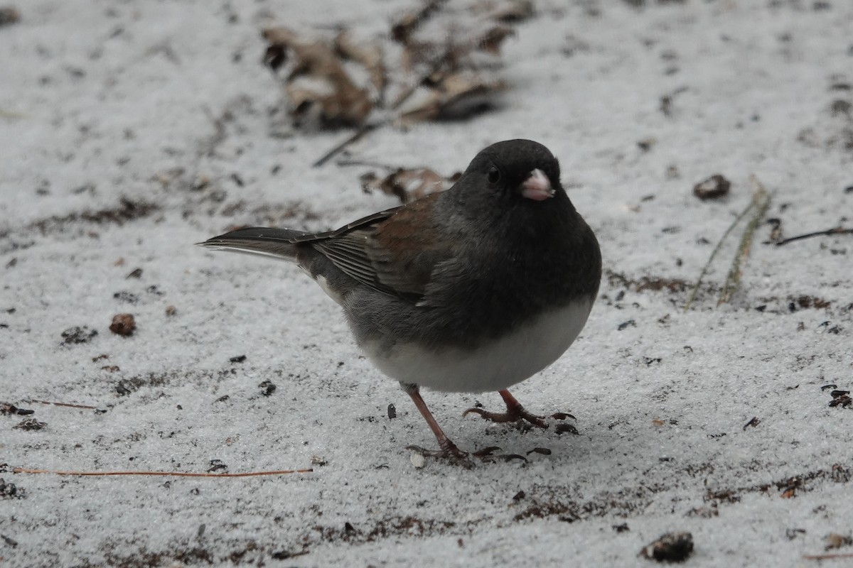 Dark-eyed Junco - ML646637998