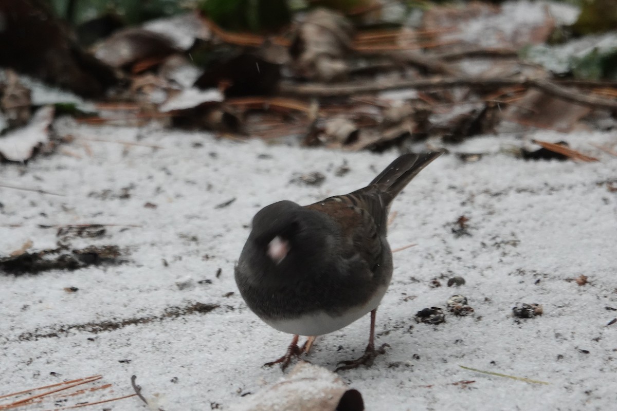 Dark-eyed Junco - ML646637999