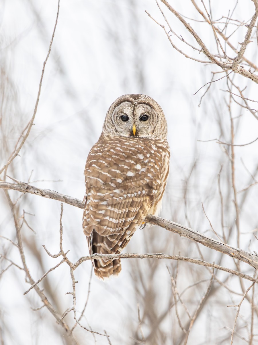Barred Owl - ML646638001
