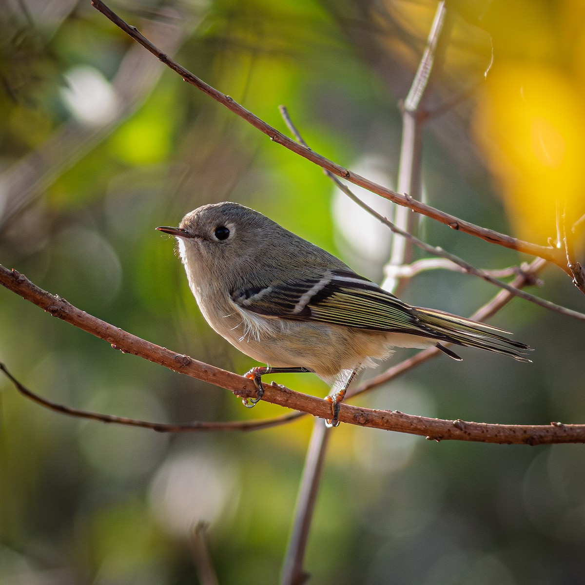 Ruby-crowned Kinglet - ML646638005