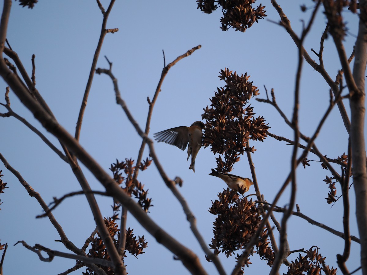 Brambling - ML646638007