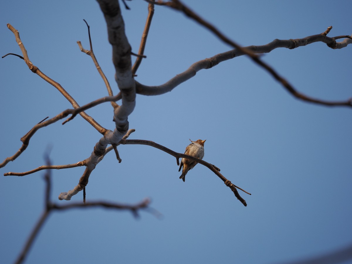 Brambling - ML646638008