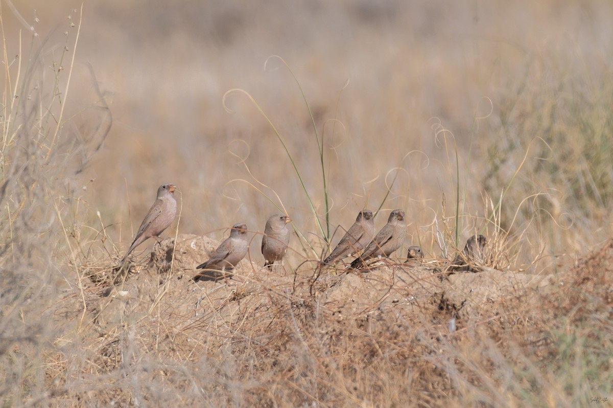 Roselin githagine - ML646638011