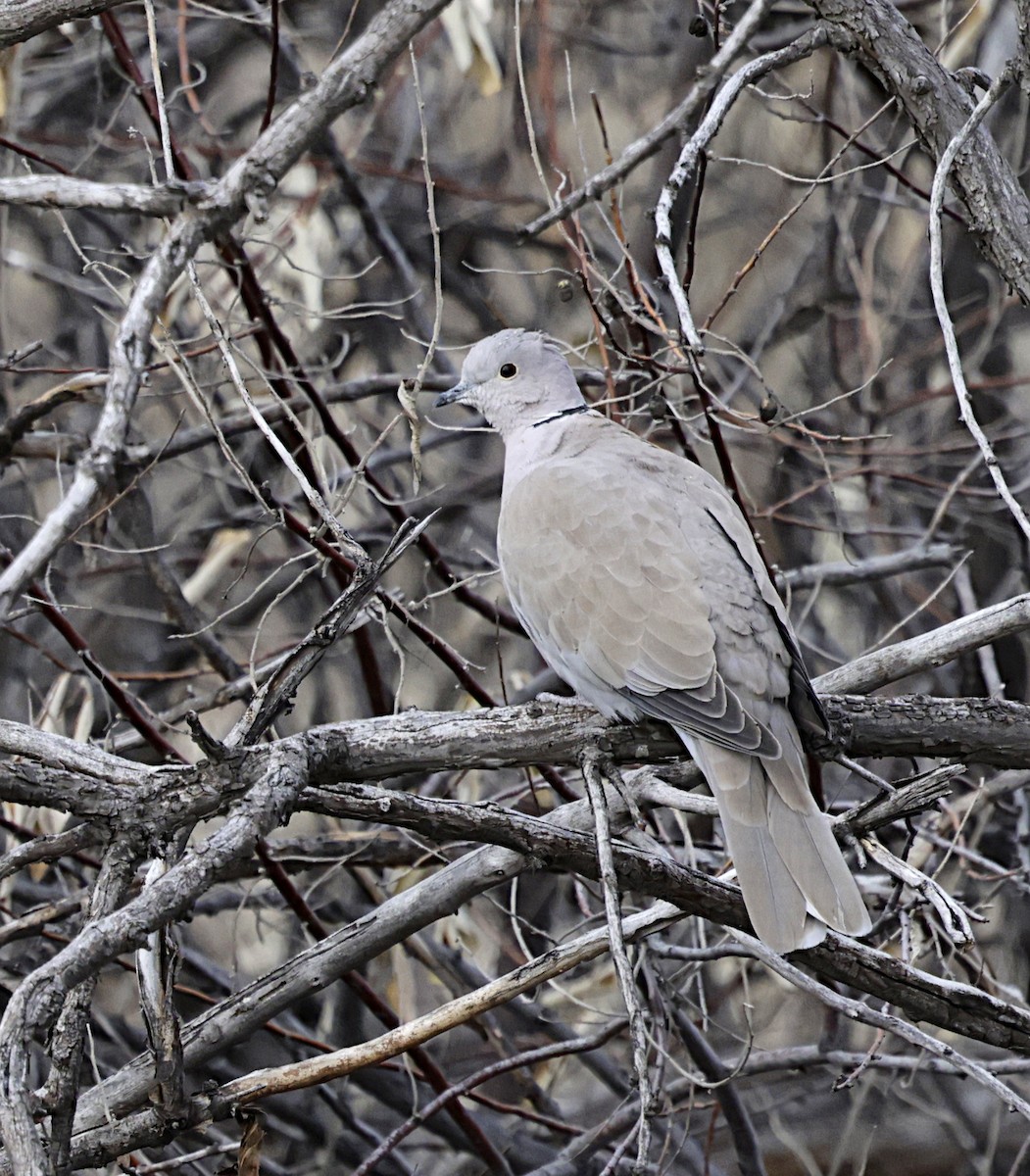 Eurasian Collared-Dove - ML646638012