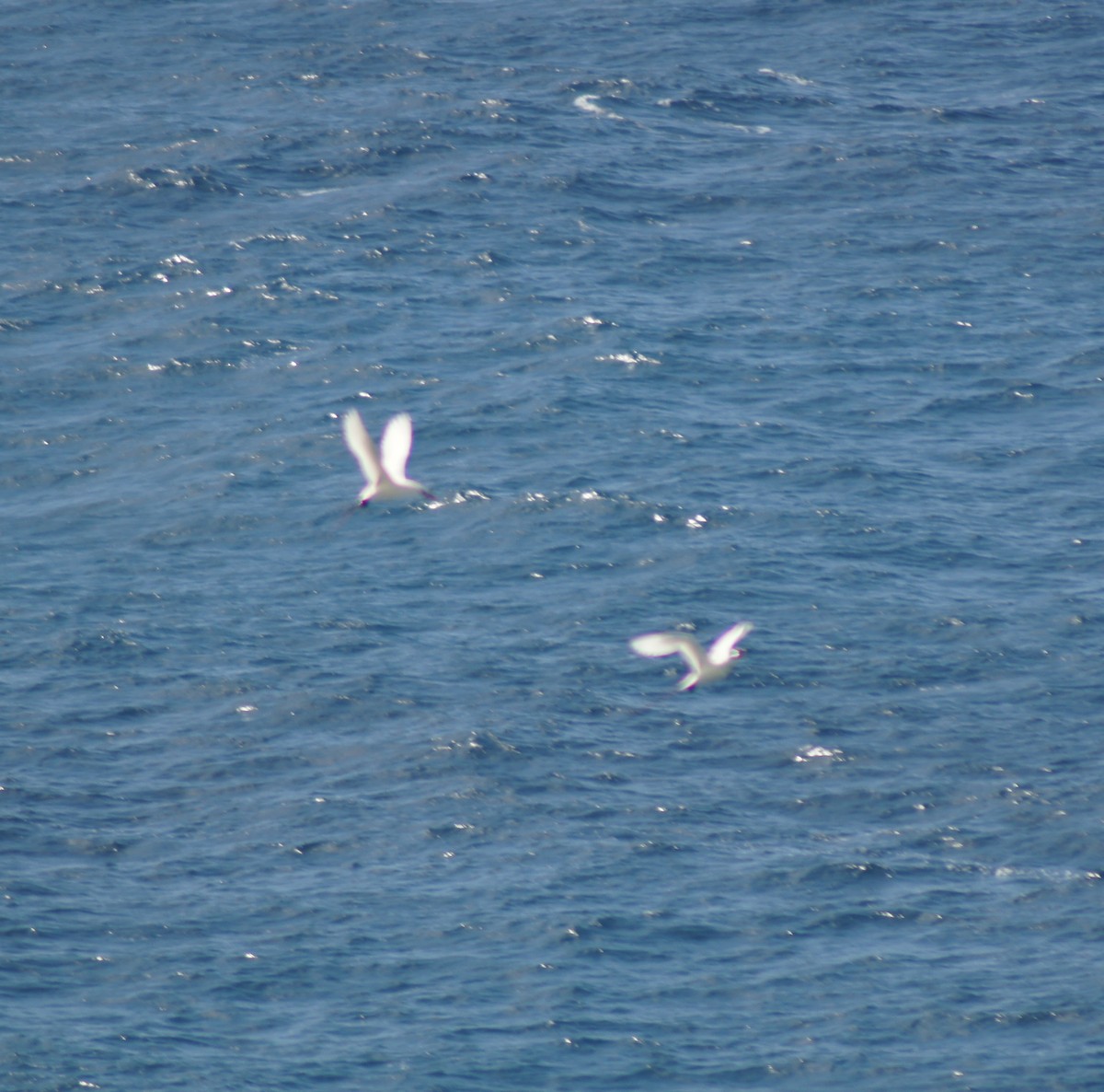 紅尾熱帶鳥 - ML646638013