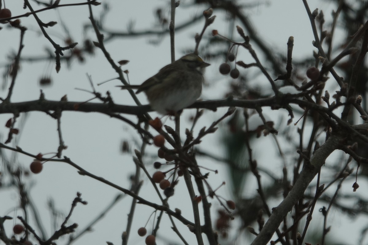 White-throated Sparrow - ML646638014