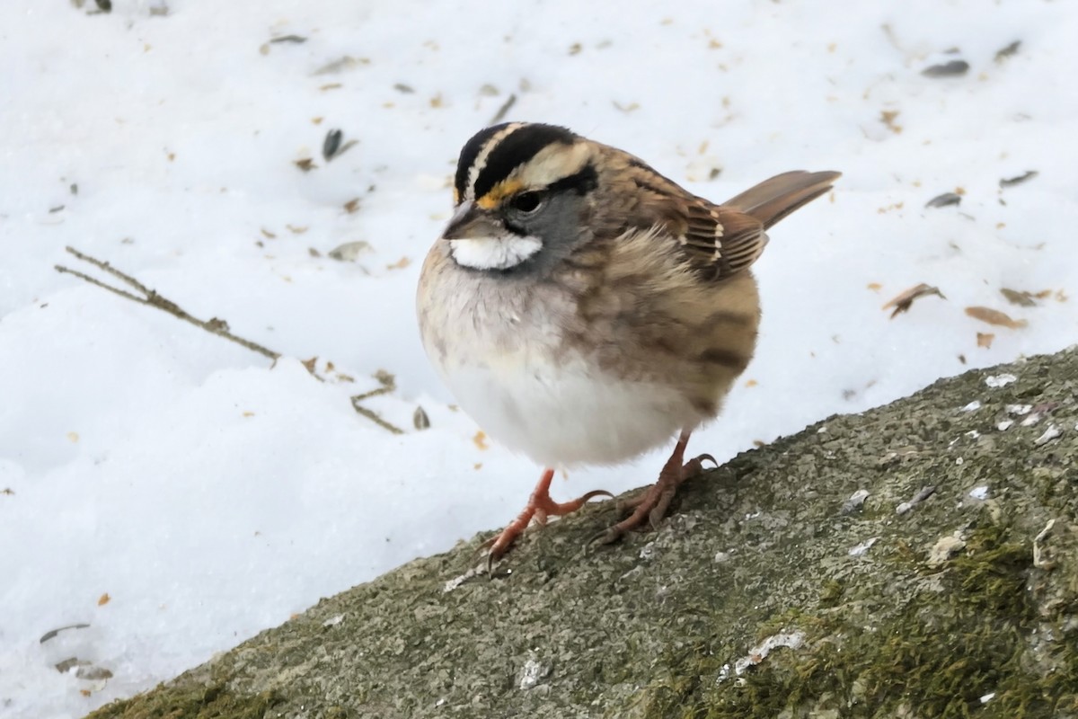 White-throated Sparrow - ML646638017