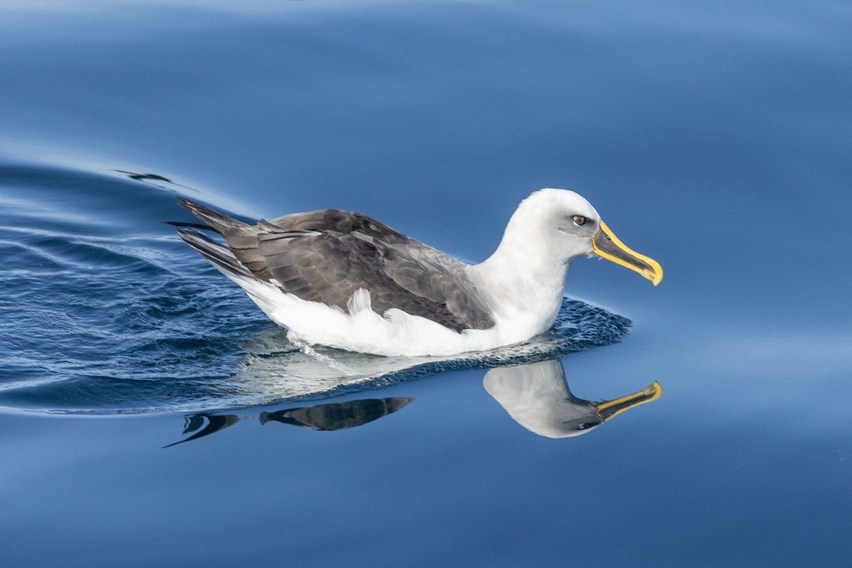 Buller albatrosa - ML646638023