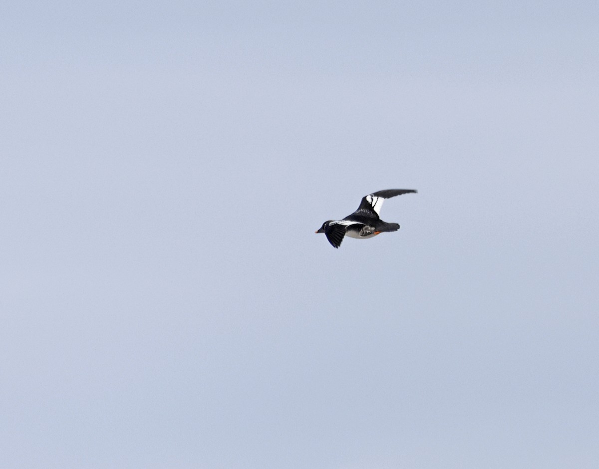 Common Goldeneye - ML646638025