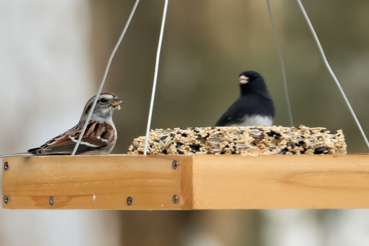 American Tree Sparrow - ML646638033
