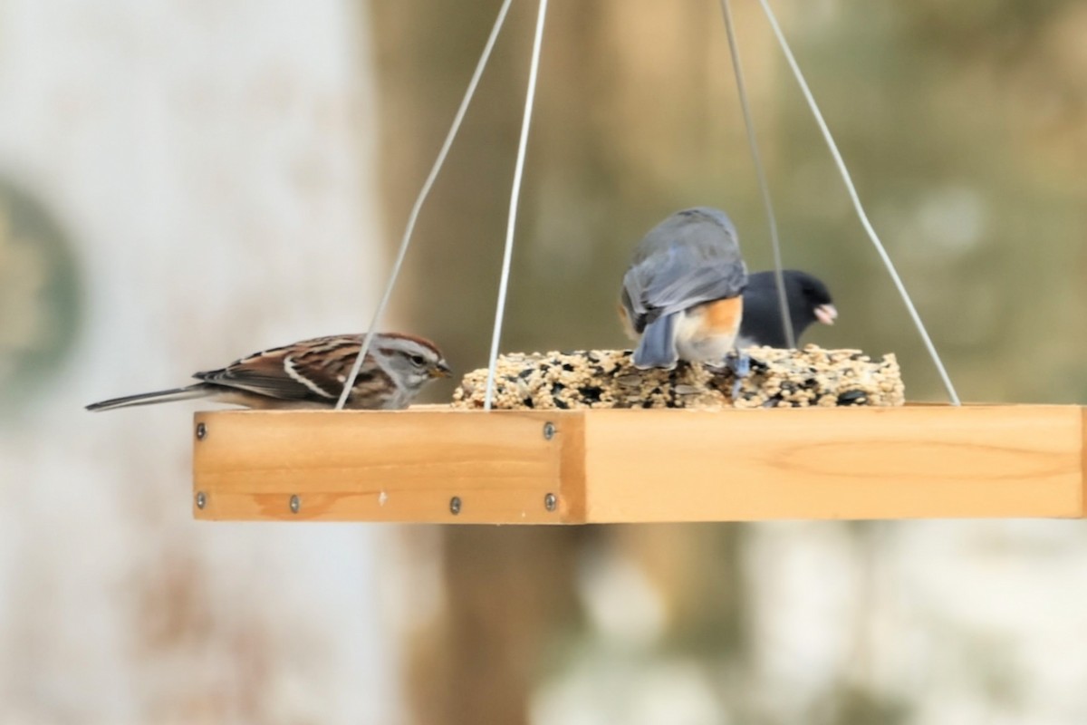 American Tree Sparrow - ML646638034