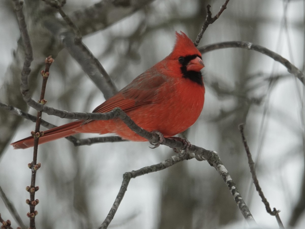 Northern Cardinal - ML646638038