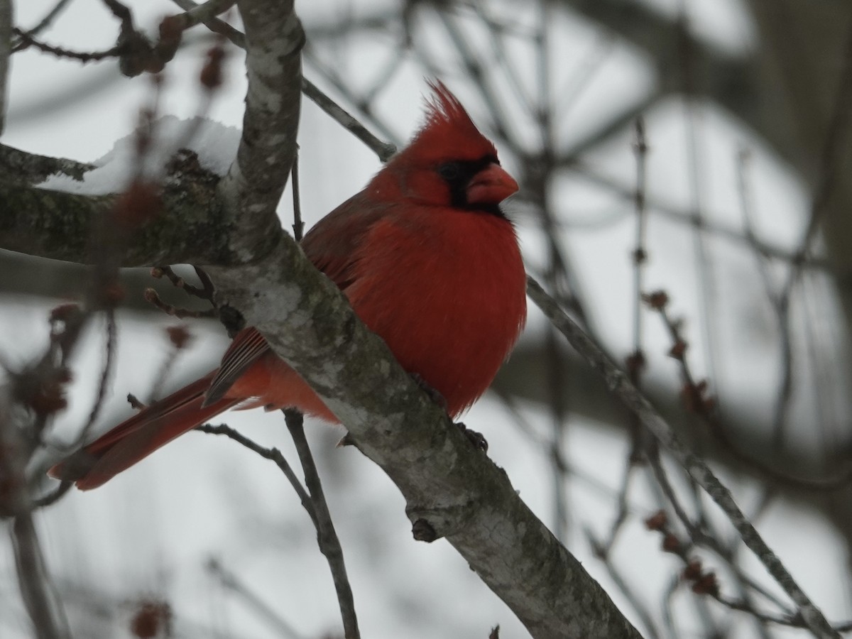 Northern Cardinal - ML646638039