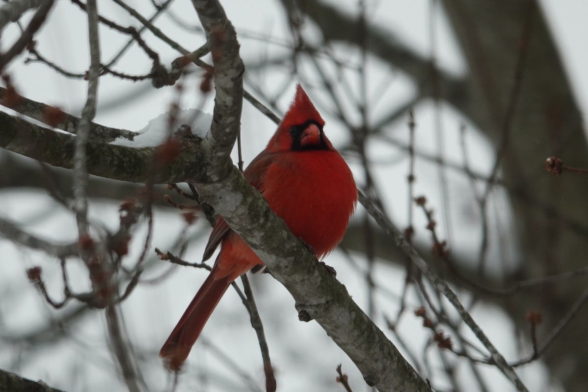 Northern Cardinal - ML646638041