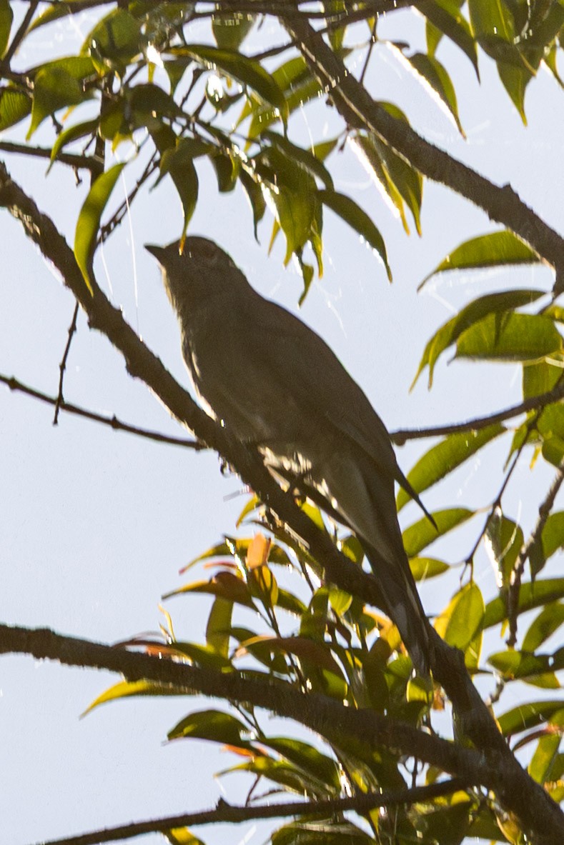 Black-winged Cuckooshrike - ML646638042