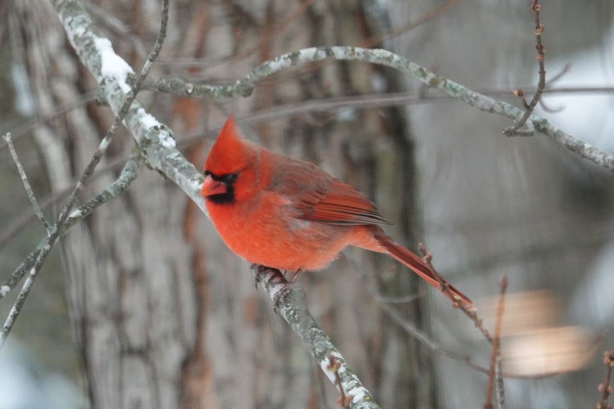 Northern Cardinal - ML646638043