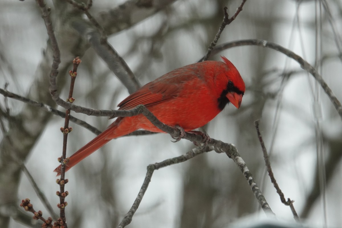 Northern Cardinal - ML646638044