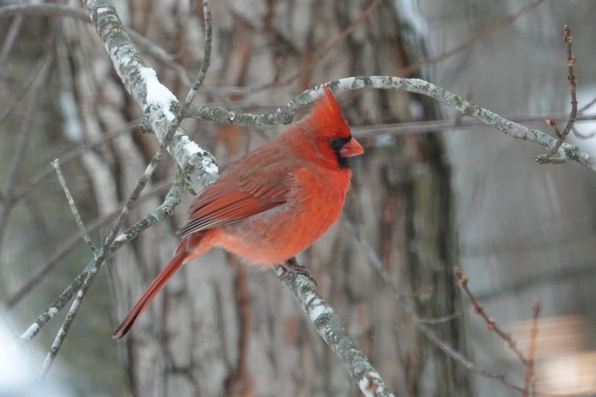 Northern Cardinal - ML646638045
