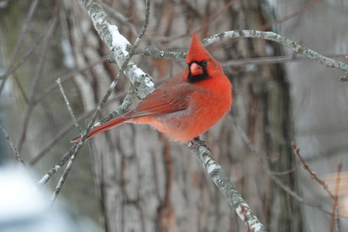 Northern Cardinal - ML646638046