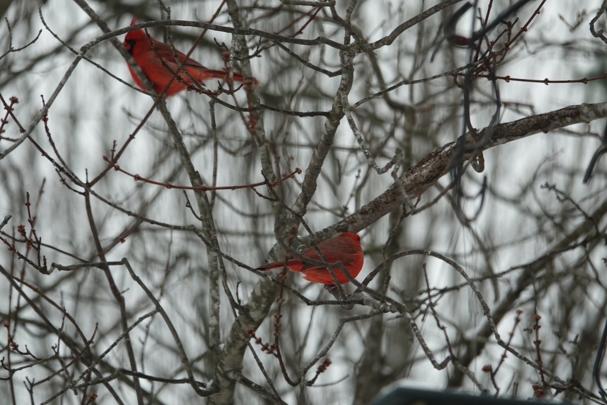 Northern Cardinal - ML646638047