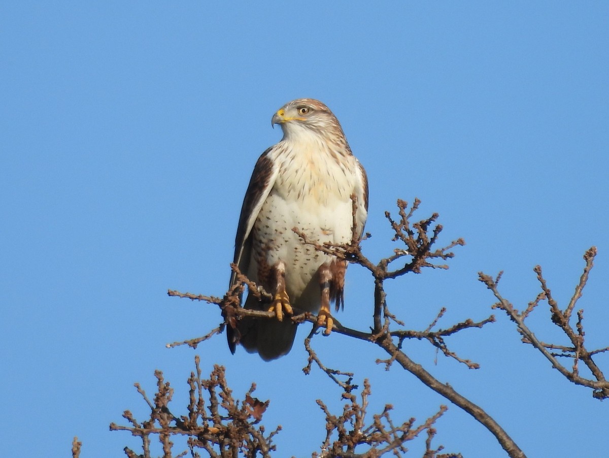 kongevåk - ML646638048