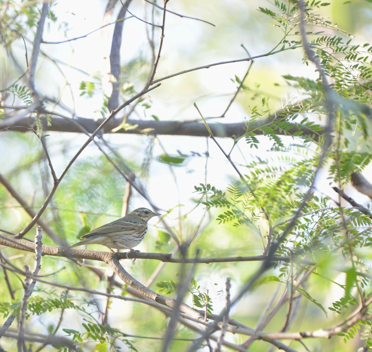 Olive-backed Pipit - ML646638049