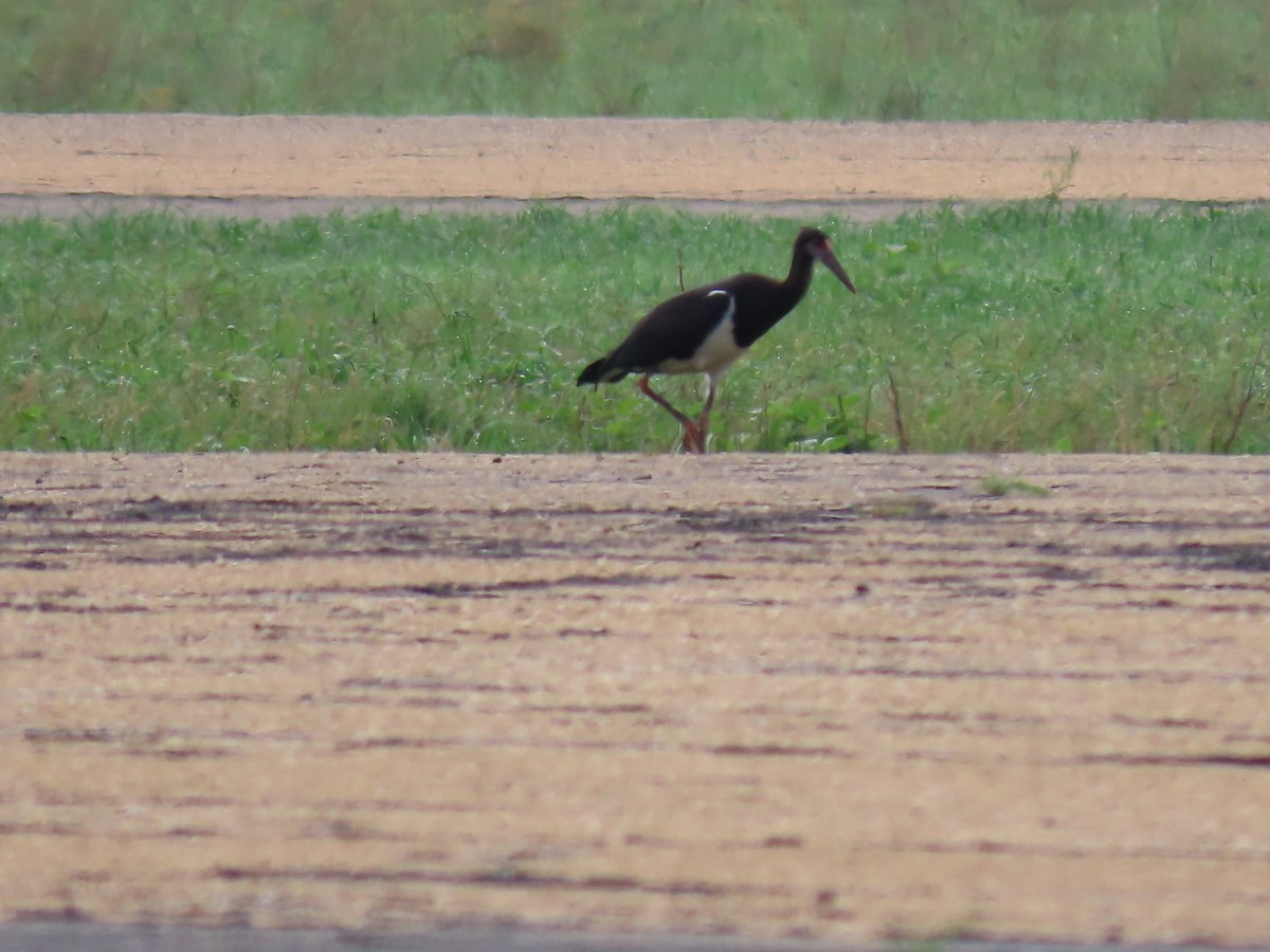 Abdim's Stork - ML646638056