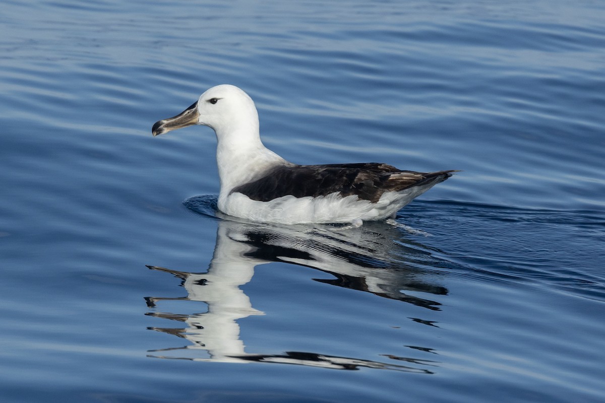 Black-browed Albatross (Black-browed) - ML646638057
