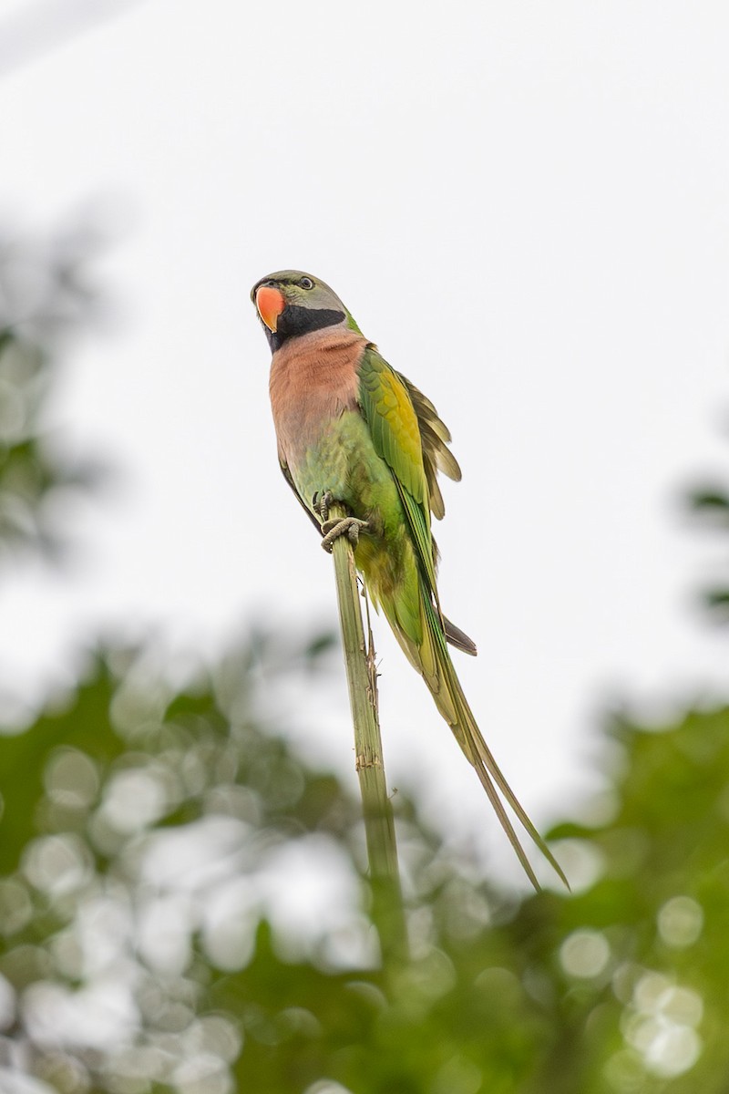 Red-breasted Parakeet - ML646638058
