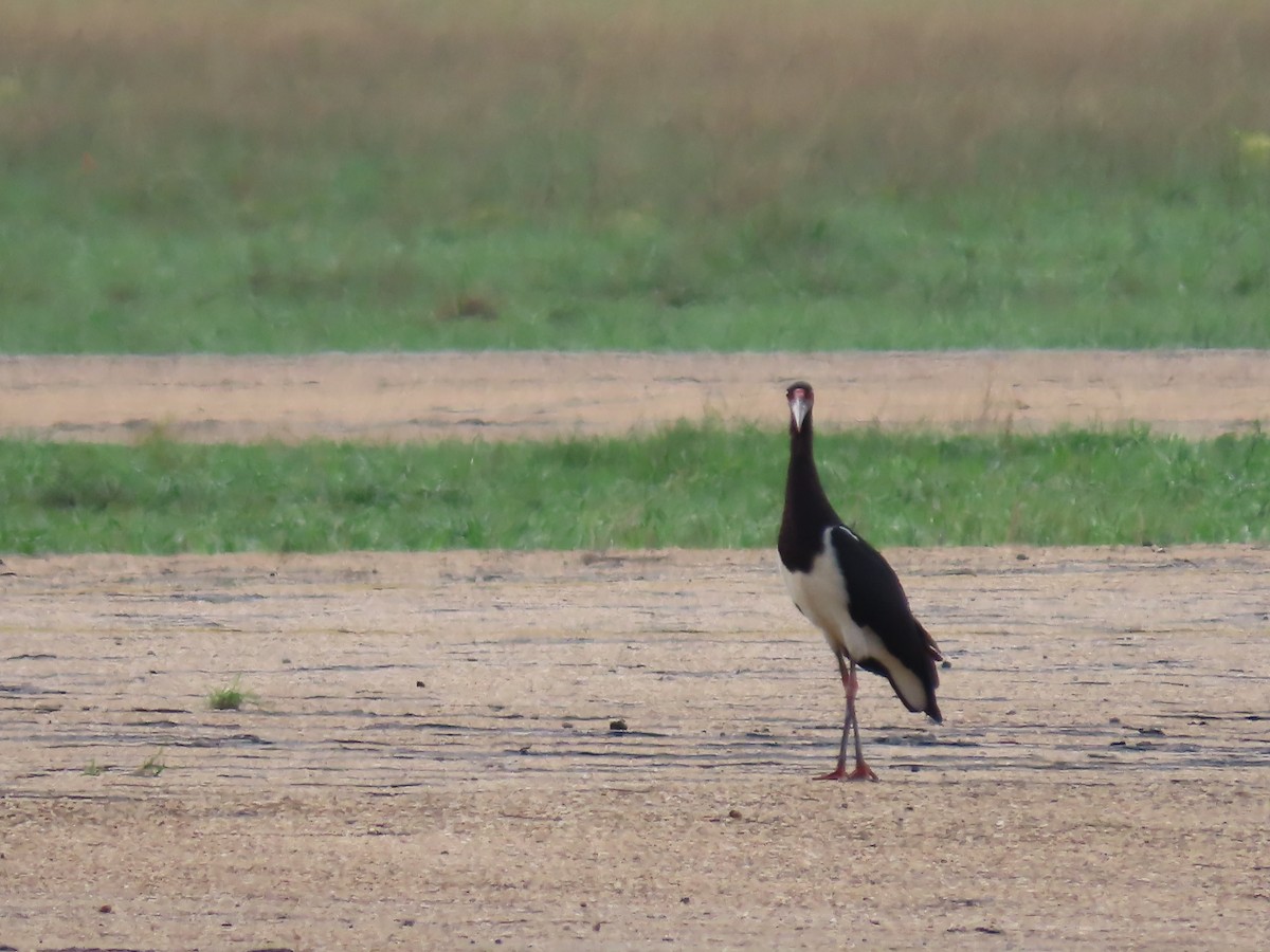 Abdim's Stork - ML646638060