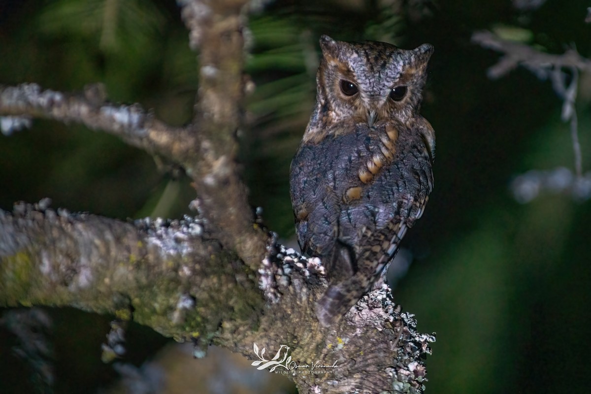 Сосновая совка - ML646638061