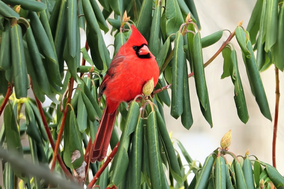 Northern Cardinal - ML646638062